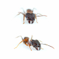 Preview: Pheidole cf. yeensis